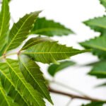 Medicinal neem leaf on white background. Azadirachta indica.