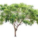 photography-neem-tree-white-background_1288657-84759